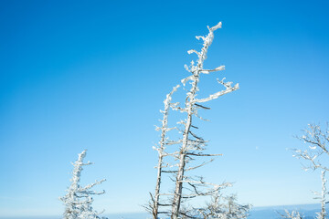青空と樹氷