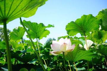 青空に咲くハスの花と葉