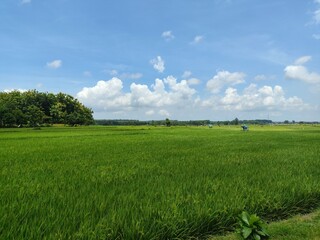 Vast Green Rice Field Under Blue Sky and White Clouds, Lush Paddy Field Landscape with Trees and Bright Sky