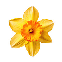  yellow daffodil flowers isolated on transparent background