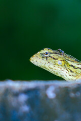 Photo of oriental garden lizard (Calotes versicolor) resting on the wall, there are black ants perched on its body. Photographed close up