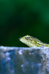 Photo of oriental garden lizard (Calotes versicolor) resting on the wall, there are black ants perched on its body. Photographed close up