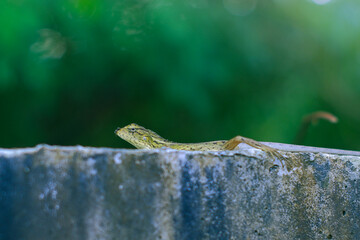 Photo of oriental garden lizard (Calotes versicolor) resting on the wall, there are black ants perched on its body. Photographed close up