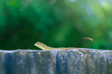 Photo of oriental garden lizard (Calotes versicolor) resting on the wall, there are black ants perched on its body. Photographed close up