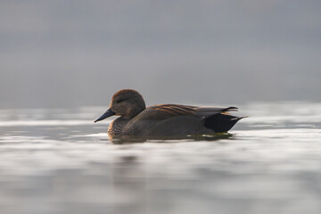 The Gadwall duck (Mareca strepera) is a medium-sized dabbling duck with subtle gray-brown plumage. It inhabits wetlands, forages on aquatic plants, and is known for its quiet nature.