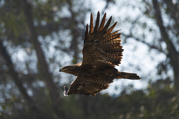 The Steppe Eagle (Aquila nipalensis) is a large bird of prey found in open habitats across Eurasia and Africa, known for its powerful build and migratory behavior.