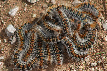 Close-up group of pine larvae. Dangerous poisonous worm