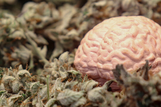 Close-up of brain with drug in the background. Mental health concept, narcotic addicted, abuse marijuana disorder