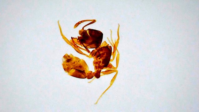 Ant under microscope. Study of insects. Formicidae close-up. Isolated White background.