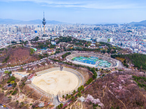 벚꽃이 만개한 대구시 두류공원의 봄풍경