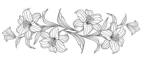 hand drawn line art lily flowers. Vector eps