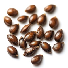 Obraz premium Pine nuts isolated on white background. Macro close up studio shot.