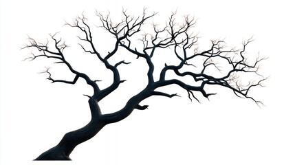 Dark Gnarled Tree Branch With Sparse Pink Blossoms Against White Background