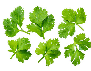 Top view set of fresh green coriander or Chinese parsley leaves is  isolated on transparent background