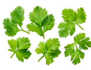 Top view set of fresh green coriander or Chinese parsley leaves is  isolated on transparent background