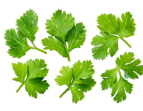 Top view set of fresh green coriander or Chinese parsley leaves is  isolated on transparent background