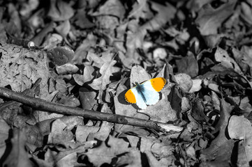 butterfly on a leaf