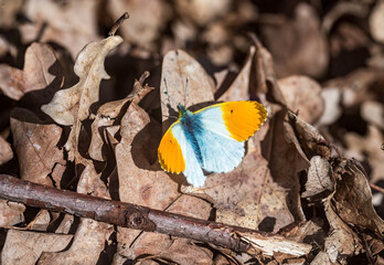 a macro shot of  a painted lady butterfly
