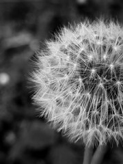 a macro shot black and white dandelion seed head