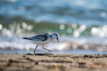 Little stint bird on the sand at the beach