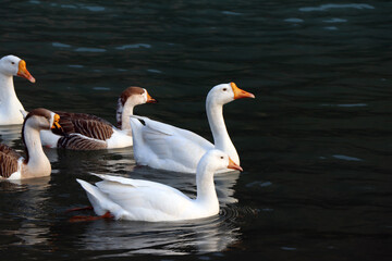 Group of Duck swimming at a pond.