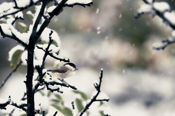 snow covered branches and a tit bird on them