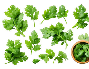 Top view set of fresh green coriander or Chinese parsley leaves is  isolated on transparent background