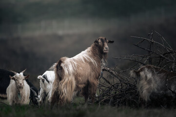 Goats on a walk protecting male