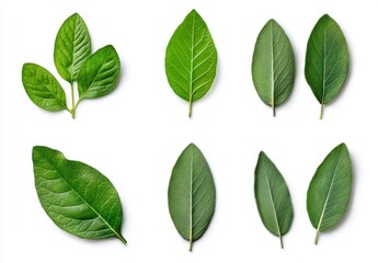 Naklejka premium Green Leaves Collection Various Shapes and Textures on White