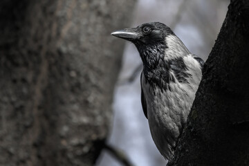 The curious crow on a branch looking at you