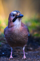 A jay bird close up