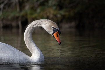 Fototapeta premium swan on the lake