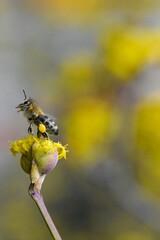 A bee gathering honey from a blooming cornel tree 