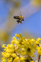 A bee gathering honey from a blooming cornel tree 