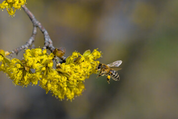 A bee gathering honey from a blooming cornel tree 