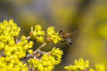 A bee gathering honey from a blooming cornel tree 
