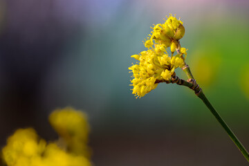 A macro shot of a cornel tree blooming in yellow
