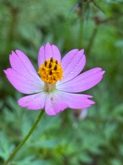 Fototapeta premium pink tithonia wildflower