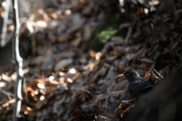 bird on fire