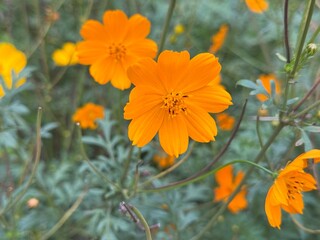 Tithonia orange flower, wildflower photography, close up
