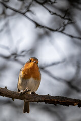 robin on a branch