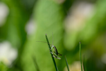a macro shot of a green grasshopper on a grass