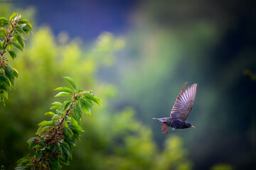 A starling bird flying off of a cherry tree