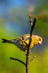 A greenfinch bird on a branch