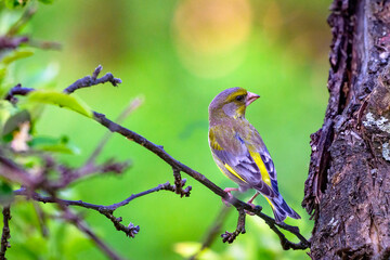 A greenfinch bird on a branch