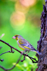 A sweet greenfinch bird on a branch with colorful background