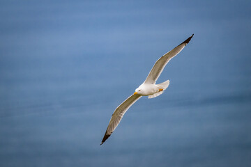 seagull in flight