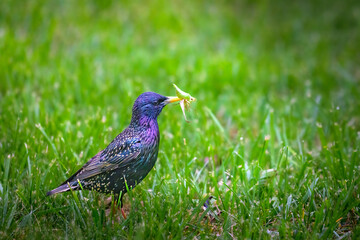 A starling bird gathering twigs in the grass of it's nest