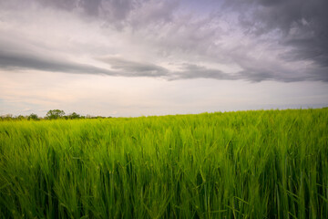 green field and a stormy sky