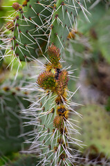 A Macro shot cactus close up